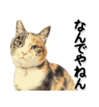 関西弁リアル猫4（個別スタンプ：25）