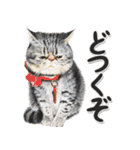 関西弁リアル猫4（個別スタンプ：26）