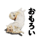 関西弁リアル猫4（個別スタンプ：30）