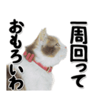 関西弁リアル猫4（個別スタンプ：31）