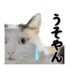 関西弁リアル猫4（個別スタンプ：32）