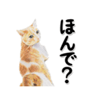 関西弁リアル猫4（個別スタンプ：33）