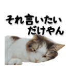 関西弁リアル猫4（個別スタンプ：34）