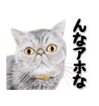 関西弁リアル猫4（個別スタンプ：35）