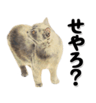 関西弁リアル猫4（個別スタンプ：38）