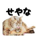 関西弁リアル猫4（個別スタンプ：39）