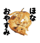 関西弁リアル猫4（個別スタンプ：40）