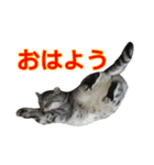 猫のレイ（個別スタンプ：1）