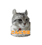猫のレイ（個別スタンプ：2）