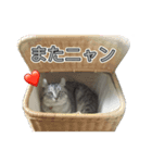 猫のレイ（個別スタンプ：3）