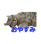 猫のレイ（個別スタンプ：4）