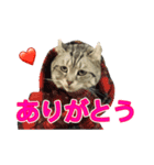 猫のレイ（個別スタンプ：5）