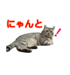 猫のレイ（個別スタンプ：6）