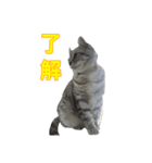 猫のレイ（個別スタンプ：7）