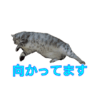 猫のレイ（個別スタンプ：8）