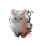 癒しのサニーさん（個別スタンプ：1）