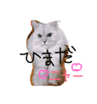 癒しのサニーさん（個別スタンプ：2）