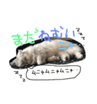 癒しのサニーさん（個別スタンプ：5）