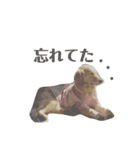 かわいいももちゃんスタンプ2（個別スタンプ：8）