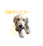 かわいいももちゃんスタンプ2（個別スタンプ：18）