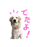 かわいいももちゃんスタンプ2（個別スタンプ：21）