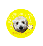 Raimuという名の犬4（個別スタンプ：2）