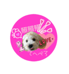 Raimuという名の犬4（個別スタンプ：3）