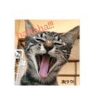 にゃんズの日常(vor.1)（個別スタンプ：1）