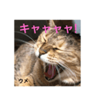 にゃんズの日常(vor.1)（個別スタンプ：6）