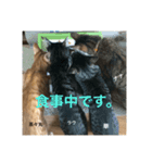 にゃんズの日常(vor.1)（個別スタンプ：7）