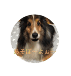 シェルティ ランルーロイ（個別スタンプ：4）