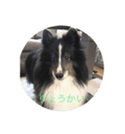 シェルティ ランルーロイ（個別スタンプ：6）