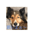 シェルティ ランルーロイ（個別スタンプ：7）