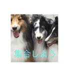 シェルティ ランルーロイ（個別スタンプ：11）