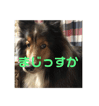 シェルティ ランルーロイ（個別スタンプ：18）