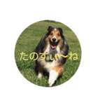 シェルティ ランルーロイ（個別スタンプ：22）