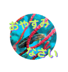 海の中の可愛い魚たちと日常会話（個別スタンプ：4）