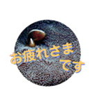 海の中の可愛い魚たちと日常会話（個別スタンプ：5）