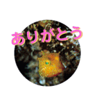 海の中の可愛い魚たちと日常会話（個別スタンプ：6）