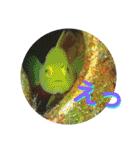 海の中の可愛い魚たちと日常会話（個別スタンプ：11）