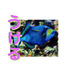 海の中の可愛い魚たちと日常会話（個別スタンプ：12）