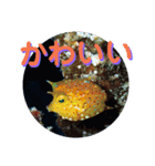 海の中の可愛い魚たちと日常会話（個別スタンプ：13）