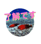 海の中の可愛い魚たちと日常会話（個別スタンプ：14）