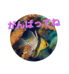海の中の可愛い魚たちと日常会話（個別スタンプ：17）