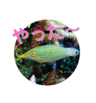 海の中の可愛い魚たちと日常会話（個別スタンプ：18）