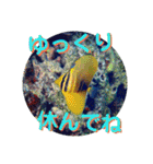 海の中の可愛い魚たちと日常会話（個別スタンプ：20）