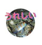 海の中の可愛い魚たちと日常会話（個別スタンプ：21）
