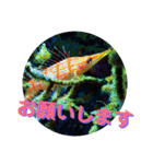 海の中の可愛い魚たちと日常会話（個別スタンプ：23）