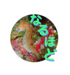 海の中の可愛い魚たちと日常会話（個別スタンプ：24）