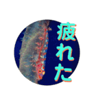 海の中の可愛い魚たちと日常会話（個別スタンプ：26）